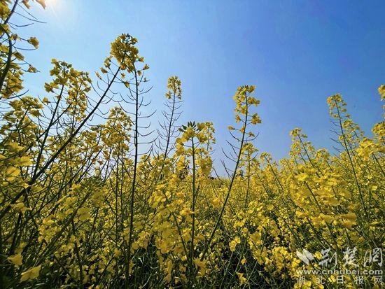 油菜花-1.jpg.jpg