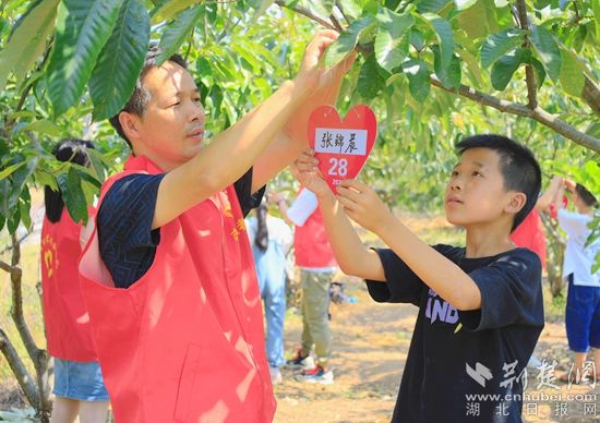 湖北-關(guān)愛少年兒童-誠信栗花助留守兒童看世界項目-2021年6月15日在湖北省黃岡市羅田縣白廟河鎮(zhèn)東安河小學(xué)板栗林進行板栗樹認領(lǐng)