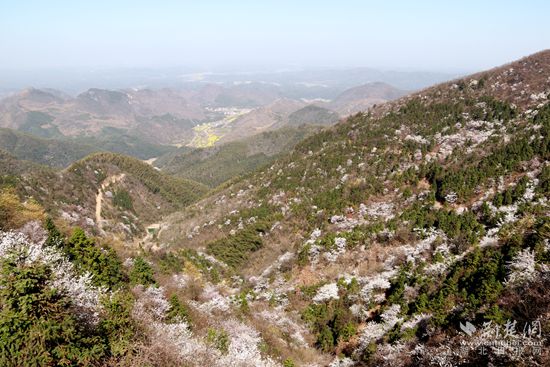 山上櫻花，山下油菜.jpg