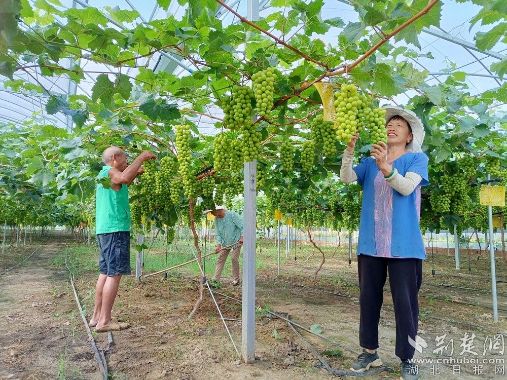 西王村陽光玫瑰葡萄園。通訊員 程愛華 攝.jpg.jpg