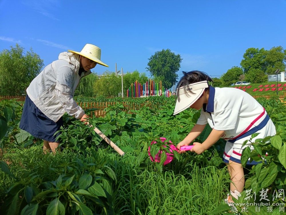 市民帶孩子在共享菜園里鋤草、澆水。通訊員 程愛華 攝.jpg.jpg