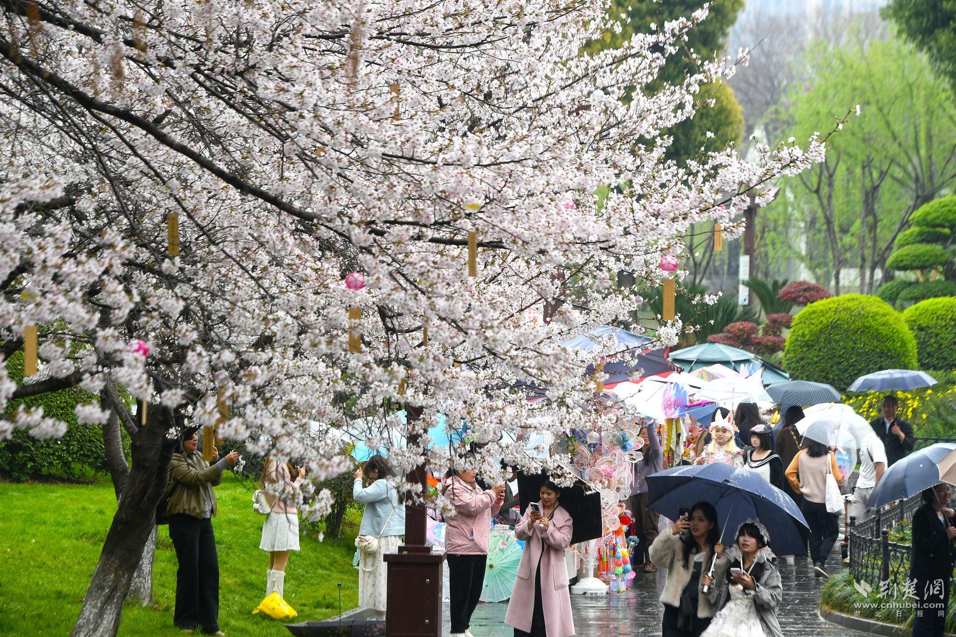 市民在堤角公園雨中賞櫻，1300余株櫻花按花期分為早、中、晚三期，紅粉白綠四色交織，花期可持續(xù)至四月上旬，游客總能找到心頭好.j
