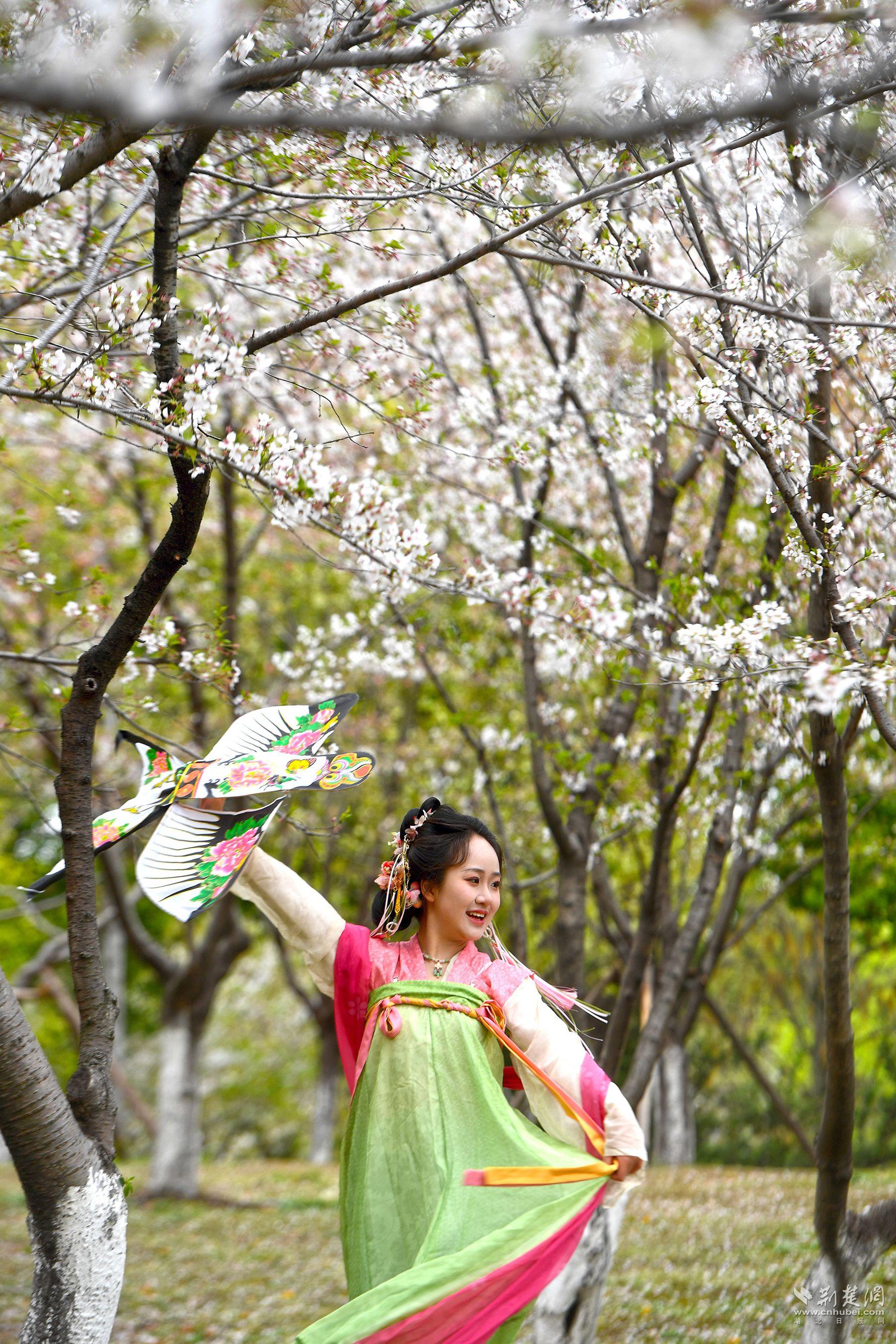 堤角公園園內(nèi)不少身著漢服、帶齊拍攝裝備的博主前來(lái)打卡拍照，將賞花美圖發(fā)布在社交平臺(tái)上，帶火“賞櫻”熱度-2.jpg.jpg