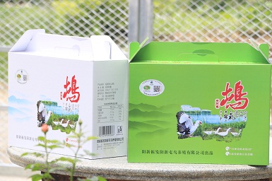 陽(yáng)新屯鳥(niǎo) 陽(yáng)新屯鳥(niǎo)